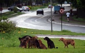 Deixar o animal doméstico solto na rua pode se tornar crime em Maringá